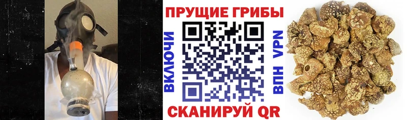 omg онион  Осинники  Псилоцибиновые грибы GOLDEN TEACHER  дарнет шоп 